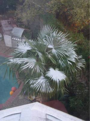 webpalmtree.jpg (20379 bytes)